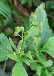 Image result for Dichrocephala