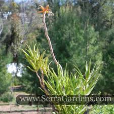 Image result for Synadenium glabratum