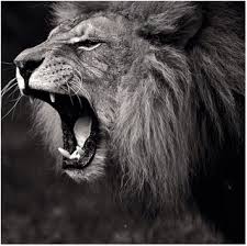 The gift (frequently referred to as simply the gift) is a soundtrack album curated by american singer beyoncé for the 2019 photorealistic animated remake of the lion king and for black is king (2020). King Of The Jungle Power Poetry