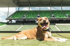I'm not interested in being a mascot. Austin Pets Alive Austin Pets Alive And Austin Fc Announce