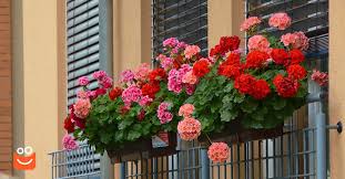 Image result for foto muškáty