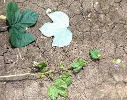 Image result for Ipomoea dichroa