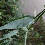 Image result for Acroceras zizanioides