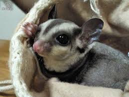 The sugar glider (petaurus breviceps) is a small marsupial native to australia and new guinea, including the bismarck archipelago. Free Sugar Gliders Sugar Glider Image Sugar Glider Sugar Glider Baby Sugar Glider Diet