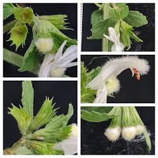 Image result for Leucas glabrata