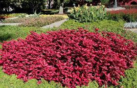 Image result for Iresine lindenii