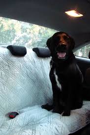 Pin By Nancy I Webb Ward On Bailey My Blue Tick Hound Diy Dog Blankets Dog Blanket Diy Dog Stuff