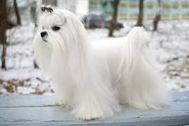 We did not find results for: Maltese Dogs And Puppies For Sale In The Uk Pets4homes