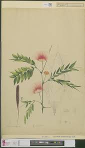 Image result for Calliandra haematocephala