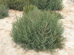 Image result for Salsola