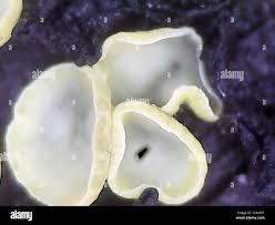 Image result for Chlorosplenium chlora