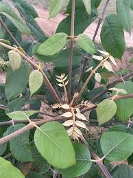 Image result for Polyscias fulva