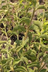 Image result for Stomatanthes