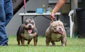 How Much Does An American Bully Cost American Bully Pitbull Puppies Puppies