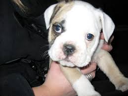 We know how difficult it can be to think of a name for your new pet. Great Names For English Bulldogs Pethelpful By Fellow Animal Lovers And Experts