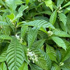 Image result for Psychotria succulenta