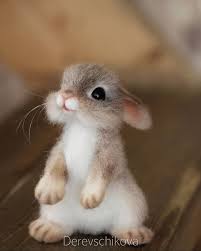 The Little Rabbit Mickey Praktische Informatie Baby Animals Super Cute Cute Baby Bunnies Cute Animals