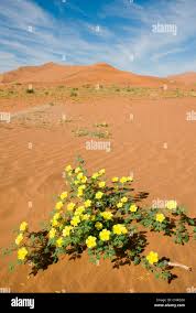 Image result for Tribulus zeyheri