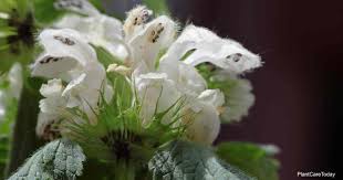We did not find results for: Lamium How To Grow And Care For Dead Nettle