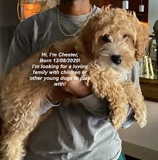 Calla lily cavapoo are an exclusive cavapoo puppies breeder in oklahoma. Cavapoo Puppies For Sale Dallas Tx 355153 Petzlover