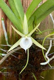 Image result for Angraecum infundibulare