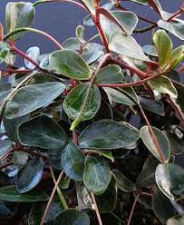 Ihre pflege ist jeweils ähnlich. Zwergpfeffer Pflege Der Pflanze Von Pflanzenfreunde Com