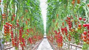 However, there are times, when the price of the tomatoes is high as well as they are of poor quality too. The World S First Commercial Scale Indoor Tomato Farm To Open In Uae Agritecture