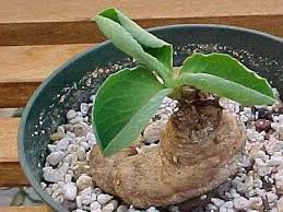 Image result for Monadenium rugosum