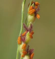 Image result for Panicum repens