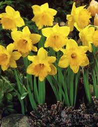 King Alfred Or Dutch Master Daffodil Narcissus Dutch Master The Quintessential Daffodil Since D Belos Jardins Imagens De Flores Lindas Imagens De Flores