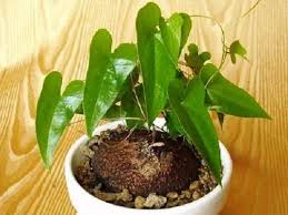 Perhaps you dont realize it, but since ive joined the forum youve been absolutely obnoxious. Pin On Succ Dioscorea