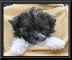 We did not find results for: Tiny Toy Parti Poodle Puppies For Sale In Keswick Ontario Nice Pets Online