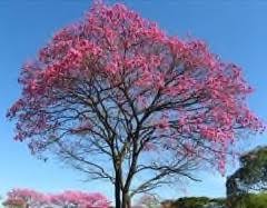 Image result for Handroanthus impetiginosus