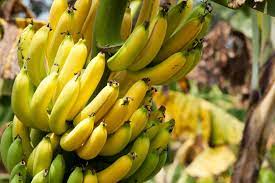 The perennial banana plant, which is in the genus musa, grows from underground stems called rhizomes. Zone 8 Banana Trees How To Choose Banana Trees For Zone 8 Gardens