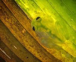 Image result for Centrolene heloderma