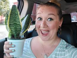 Where to put newly purchased plants from Aldi?