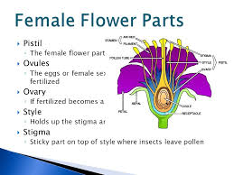 Others may contain one of the two parts and may be male or female. Students Will Be Able To Identify The 6 Main Parts Of A Flower Students Will Be Able To Explain The 6 Main Parts Of A Flower Students Will Be Ppt Download