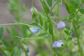 Image result for Lens culinaris