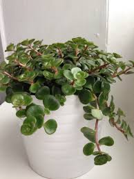 We did not find results for: Pin On Kokedama String Plants