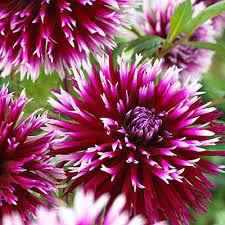 Easy planting instructions and videos. Alauna Clair Obscur Cactus Dahlia American Meadows