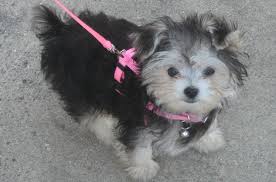 Morkie