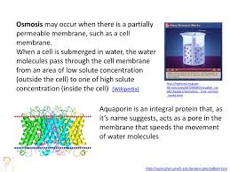 Diffusion of solvent particles across a semipermeable membrane? 1 4 Membrane Transport Essential Idea Membranes Control The Composition Of Cells By Active Ppt Download