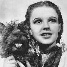 Terry as Toto, with actress Judy Garland as Dorothy Gale in The Wizard of  Oz (1939). (1st photo) Shirley Temple with Terry, who played 'Rags' in  'Bright Eyes'. (2nd photo) Terry, born