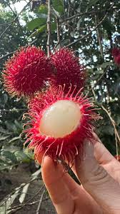 Image result for Sapindaceae