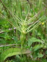 Image result for Danthoniopsis dinteri