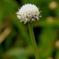 Image result for Eriocaulon abyssinicum