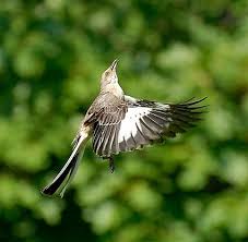 Northern Mockingbird Brown Bird With White Stripes On Wings And Tail Northern Mocking Bird July 24 2014 Woodbridge Va We Saw A Mocking Bird Hopping Along Under The Trees By A Parking Bird Life List Birds Beautiful Birds