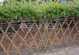 Vous désirez une haie d'osier vivant mais vous ne souhaitez pas tresser ? Entretenir Une Haie En Osier Vivant Arrosage Paillage Taille