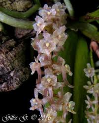 Image result for Rhipidoglossum