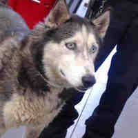 Alaskan shelter dogs is not a rescue or a shelter. Phoenix Az Alaskan Malamute Meet A Dog For Adoption Alaskan Malamute Kitten Adoption Dog Adoption